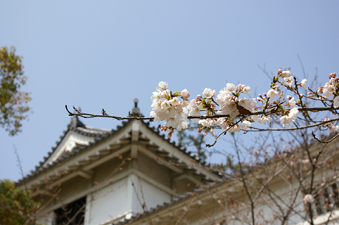 桜＠福山城公園