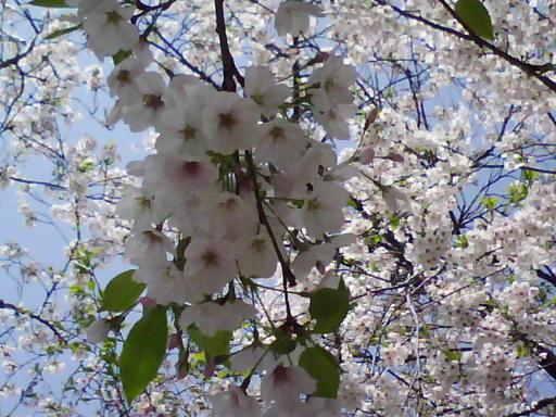 一分葉桜